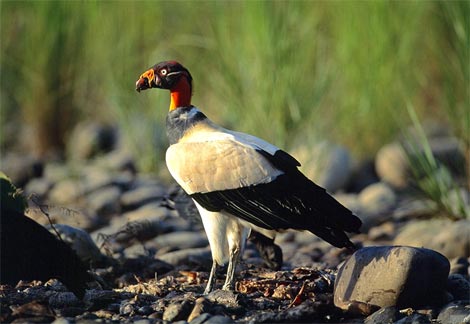 King Vulture